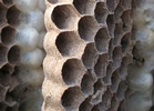 frelon asiatique (vespa velutina), détail des alvéoles en bordure de galette.